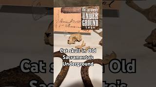 Cat skull on the Old Sacramento Underground Tour