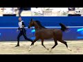 N146 fara al hawajer  dubai international arabian horse championship 2021  colts 2 years old