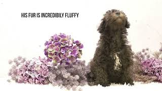 Schnoodle Puppy