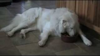 Annoyed Maremma Sheepdog