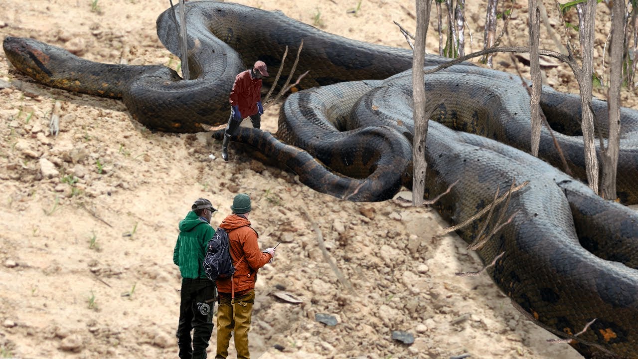 Top 10 Biggest Snakes in the World Discovered!