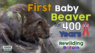 First Baby Beaver in 400 years born at Exmoor! REWILDING BRITAIN by Animal Educate 1,283 views 2 years ago 1 minute, 32 seconds