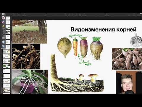 Видоизменения корней | Биология ЕГЭ