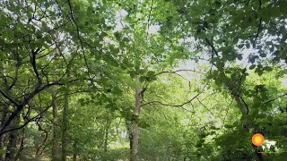 Full Rapid Deforestation Causing Increased Carbon Dioxide Guide