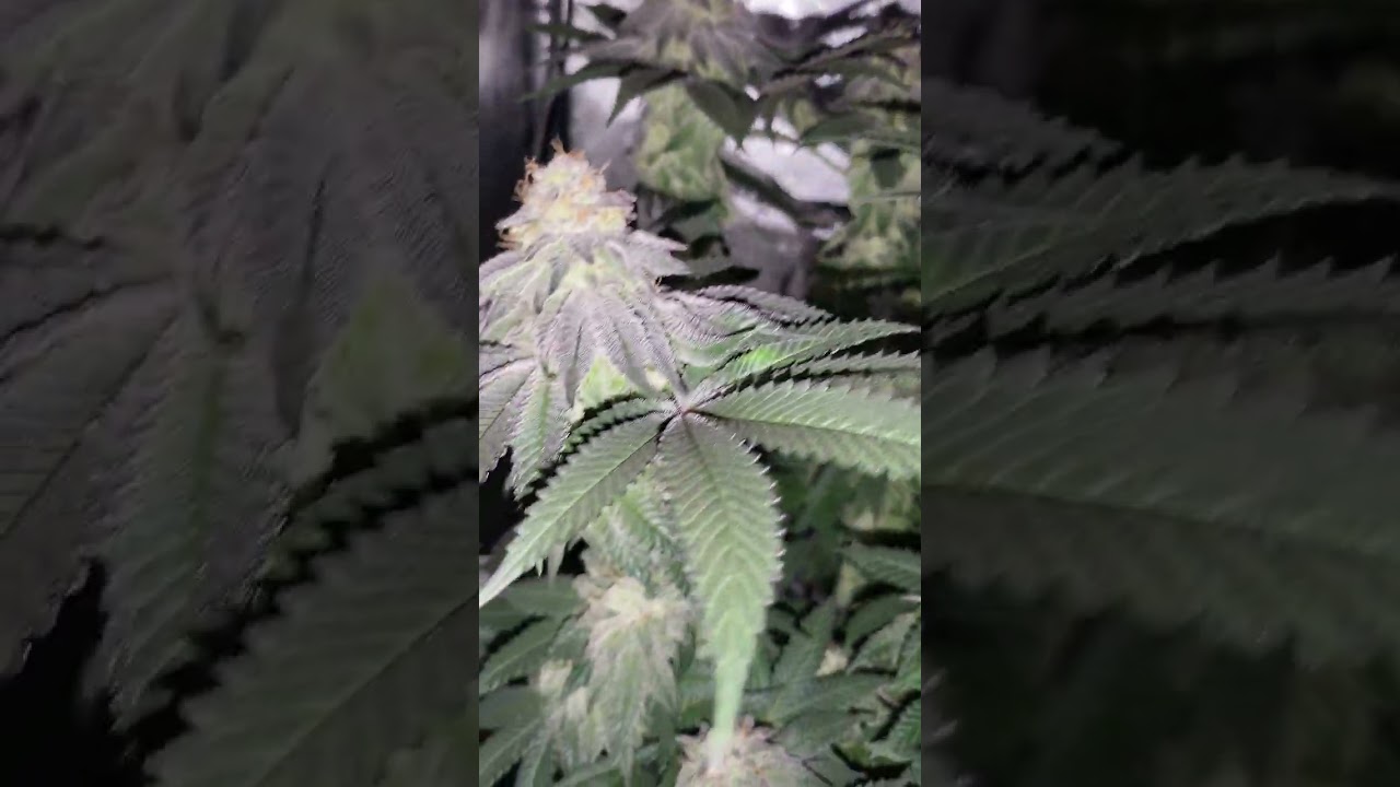 Ethos Colin OG RBX Feminized | Flowering, week 8! | Night shot!