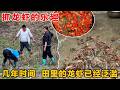 龙虾泛滥成灾无人吃,两个小时轻松抓一桶做麻辣龙虾,太香了