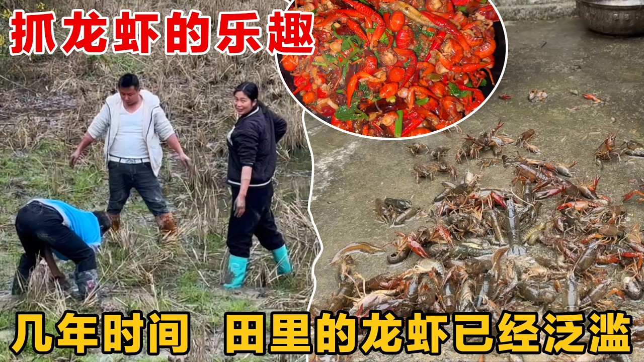 龙虾泛滥成灾无人吃，两个小时轻松抓一桶做麻辣龙虾，太香了