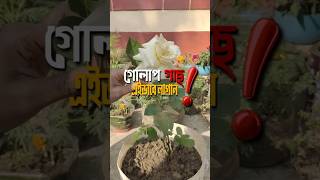 গলপ গছ লগনর সঠক পদধত রডন