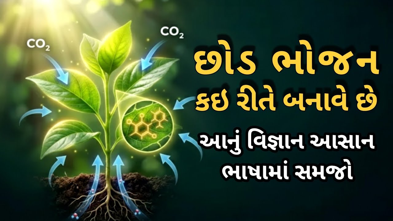 છોડ ભોજન કેવી રીતે બનાવે છે? (Photosynthesis) | ખેતીનું અસલી વિજ્ઞાન જાણીને તમે હેરાન રહી જશો!