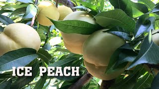 Персик Айс Пич/ ICE PEACH / Преимущества и недостатки/2021.08.16