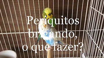 Como saber se os periquitos estão namorando ou brigando?