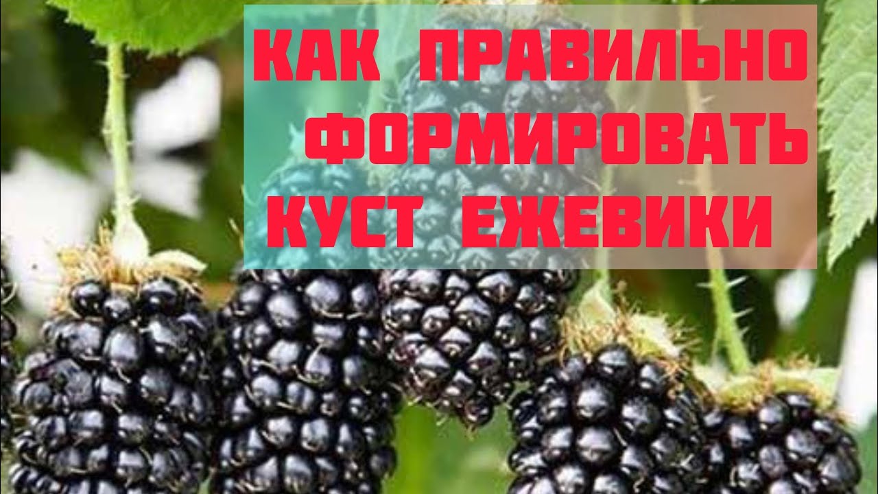 Особенности этого сорта