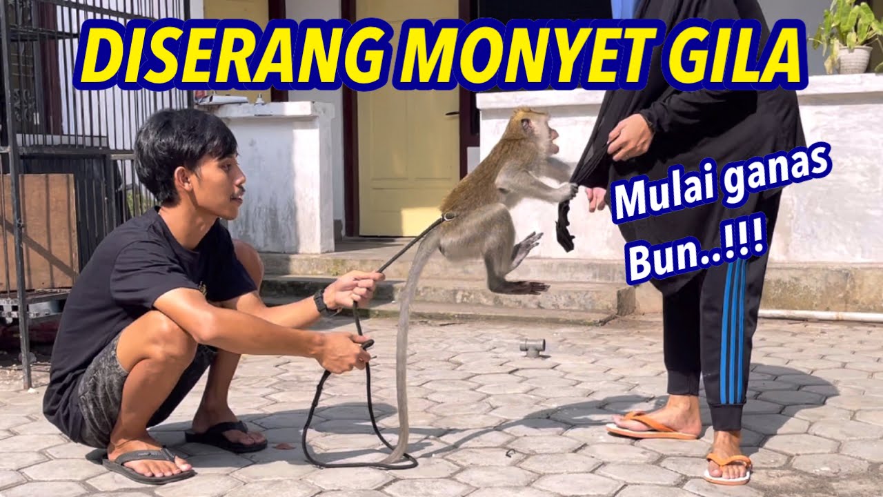 SATU TIM DISERANG MONYET GILA || Zaenal Moli sekarang ganas