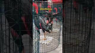 Ayam Saigonganoi  song pop s ayam ayambangkokklasik ganoi