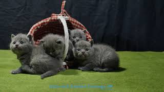 5 MIN | Funny British Shorthair Kittens Sitting Lazy in a Basket - 4K