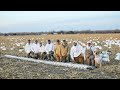 CRUSHING Adult Snow Geese from Inside the Spread - Up Close & Personal!