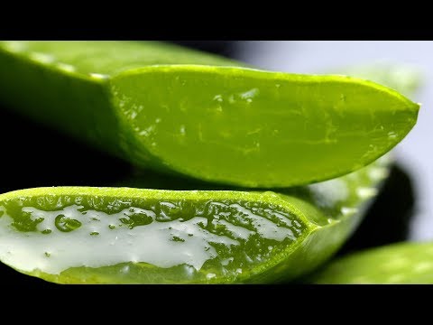 Video: Aloe Vera-planteformering: Sådan starter du en aloe-plante fra stiklinger eller hvalpe
