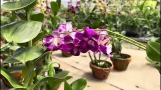 ORCHID STALL IN BATU CITY “BAROKAH”