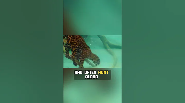 The King Of The Jungle!🐆