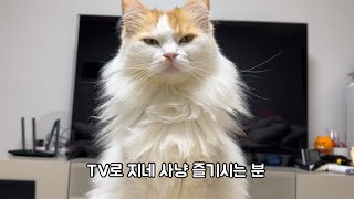 박하루 취미생활 : TV로 지네 사냥(고양이가 좋아하는 영상)