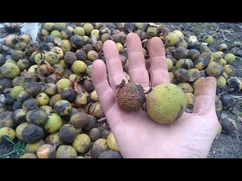 ЧЕРНЫЙ ОРЕХ.Высадка на древесину.