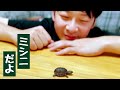 ミシシッピニオイガメをお迎えしました!小さすぎちゃってどおっしよう♪かわいくって、どーおしよう♪【ミシニ】