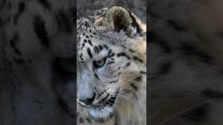 Acorn Knowledge Fun Facts Amur Leopard  Part 7