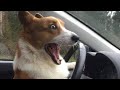 Funny Corgi Videos Compilation - Baby Corgis Dogs - Corgi Puppies Cutest Puppies in The World