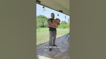 Probeer deze 3 tests om te zien of UW puppy een winnaar is