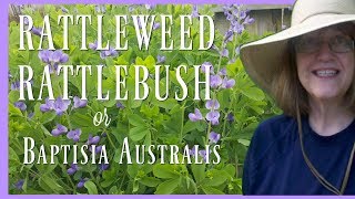 Do you have the Baptisia australis or the False Blue Indigo Plant i...