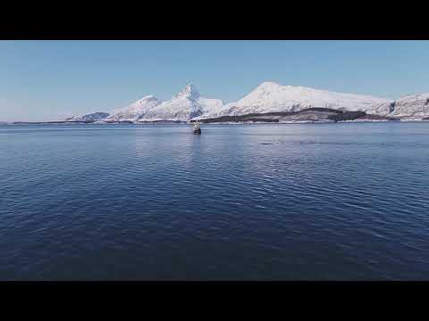 Schweinswale bei Sandnesjøen,