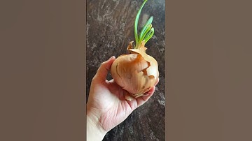 how to grow onions from onions