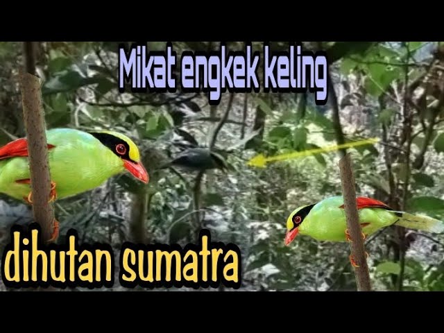 Mikat burung engkek keling/ pelangi dihutan sumatra class=