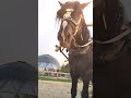 Спартак, красавчик наш!