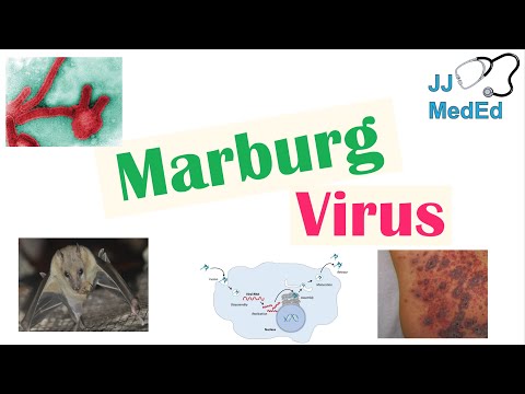 Video: Marburg-virus Og Ebola-feber - Alternativ Visning