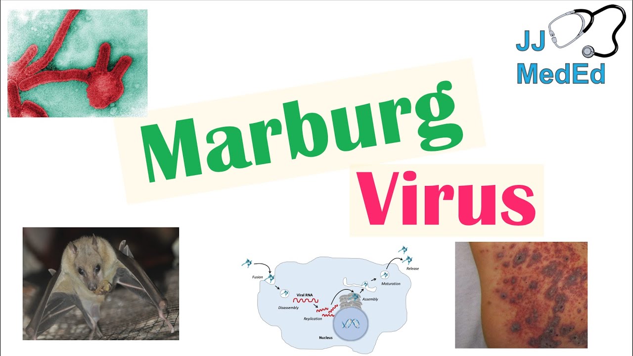 marburg vírus