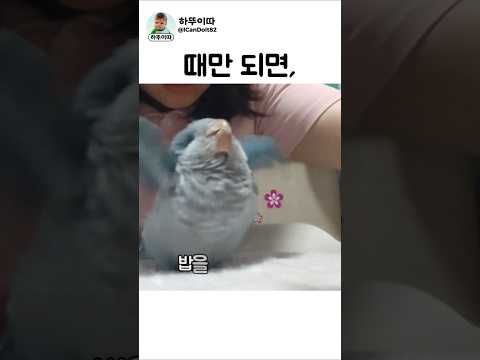 얘 이러는 거 정상맞나요? #앵무새 #cute thumbnail