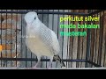 Suara Perkutut Lokal Silver Masih Muda Untuk Bakalan Masteran Mp3 - Mp4 Download
