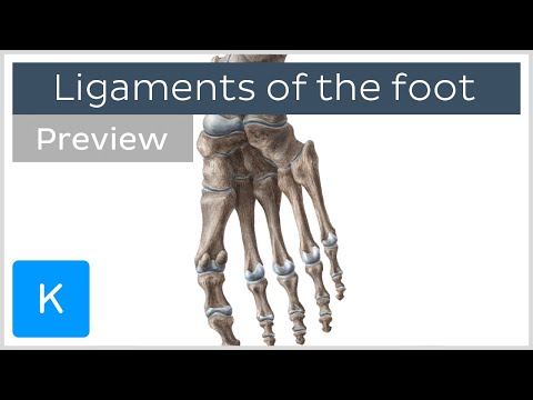Ligaments of the foot (previews) - Human Anatomy | Kenhub