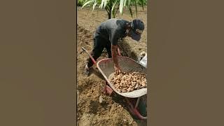 How to Plant Turmeric, early stages, part 1