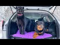 Luna the panther & rottweiler Venza 🐆🐕 explore a new island 🌴🌴🌴