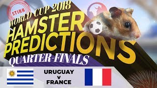World Cup 2018 Quarter-finals Hamster Predictions : Uruguay v France