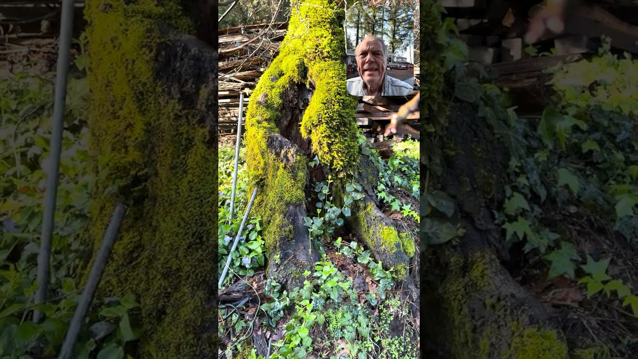 Стоит ли мне спасти это дерево?