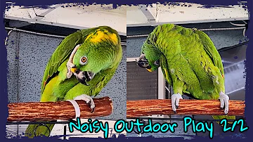 Charlie Murphy the Parrot talking and playing outside 2/2 a little more opera singing and noise