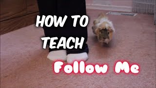 How to Teach a Guinea Pig to Follow You