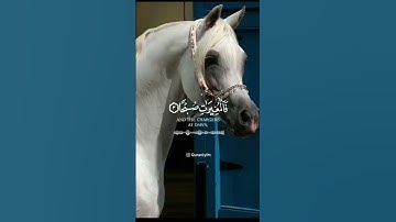 عبدالرحمن مسعد - من سورة العاديات