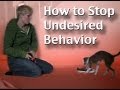 How to stop unwanted behavior-  the positive interrupter