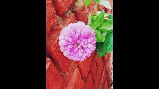 My favourite thing in my house, my plants ❤️❤️plants loveshorts youtubeshorts viral viralvideo