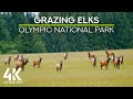 Relaxing Nature Sounds of Olympic National Park - Peaceful Serenity of Grazing Elk Nature Scene