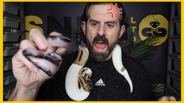 What is a Het? Ball Python Genetics for Dummies